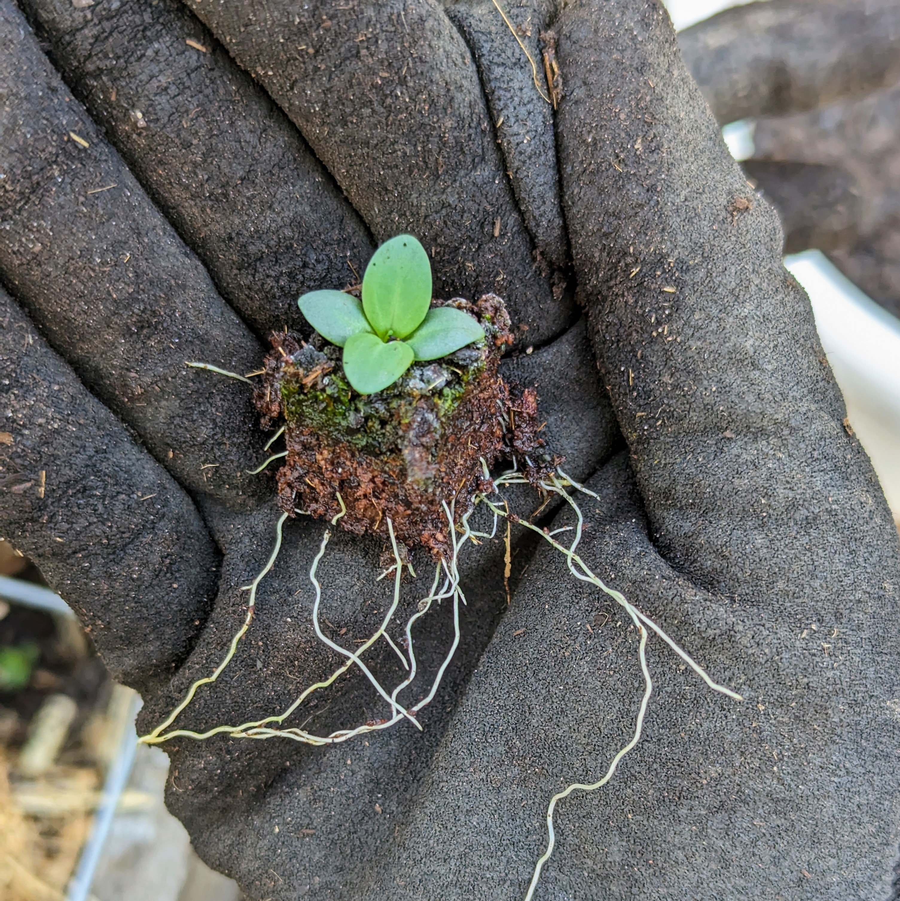 Garden foliage closeup