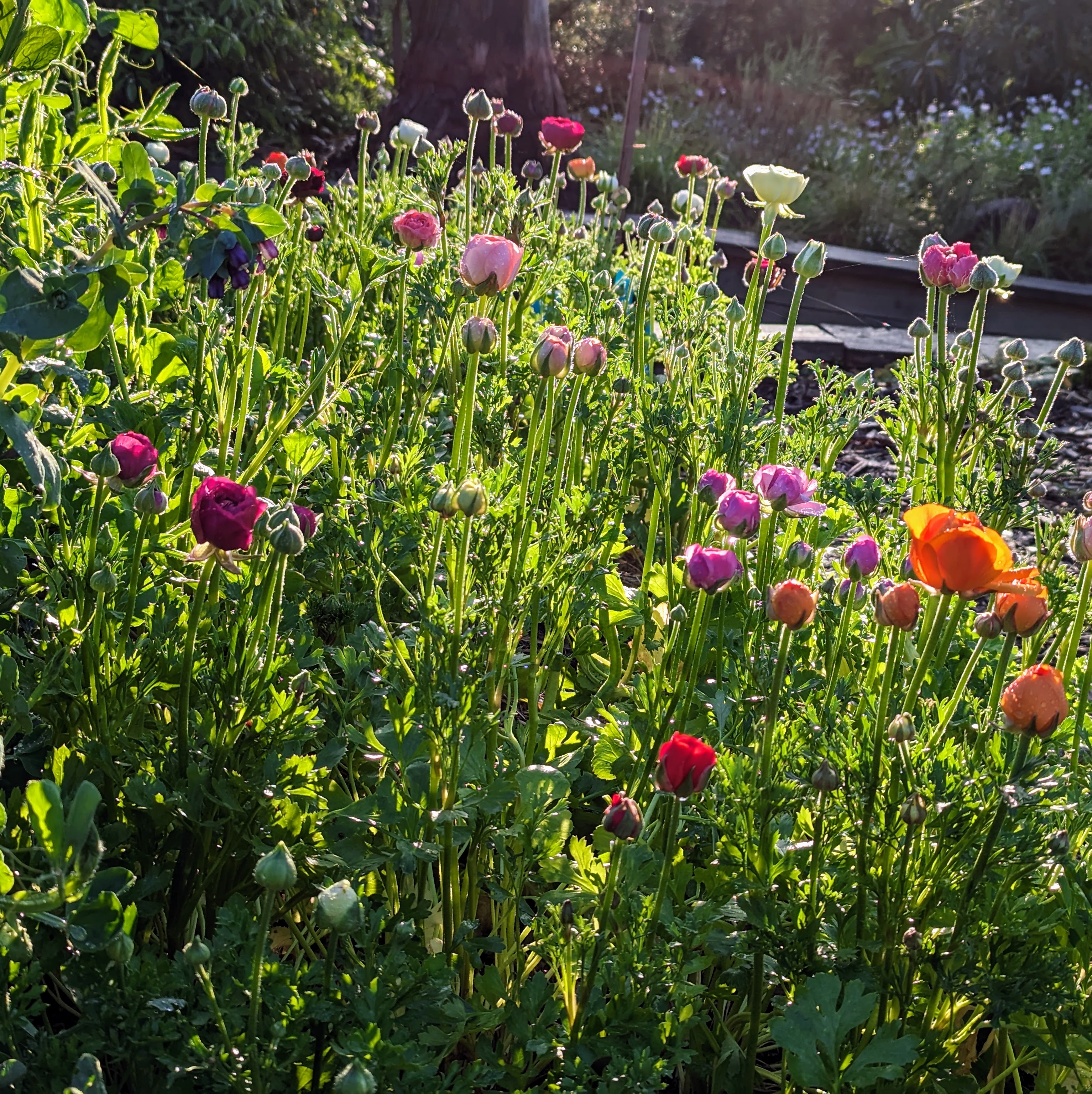 Detail shot of plants